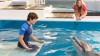 dolphins tale.jpg